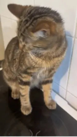 Tabby Cat 