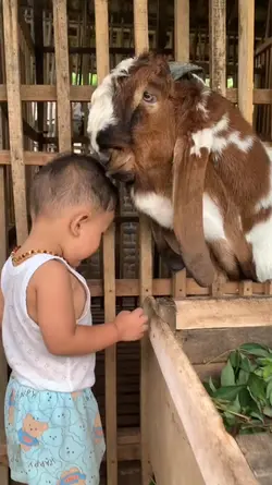 pengembala kambing
