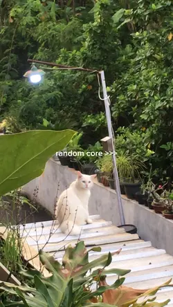 core videos