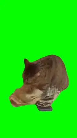 Cat counting cash 
