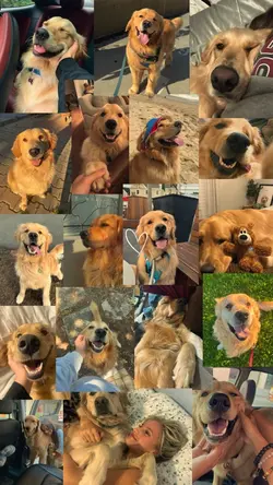 My pets 