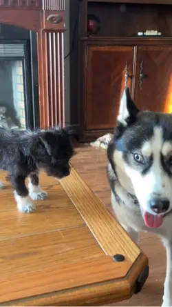 Dog fight 
