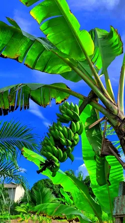 IBARAT POHON PISANG🔥