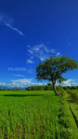 ទេសភាពស្រុកស្រែ