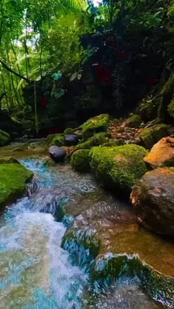 terapi jalak suren 