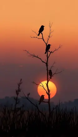 ကြိုးစားပါ