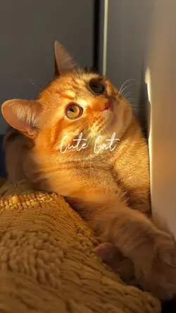 cat lover