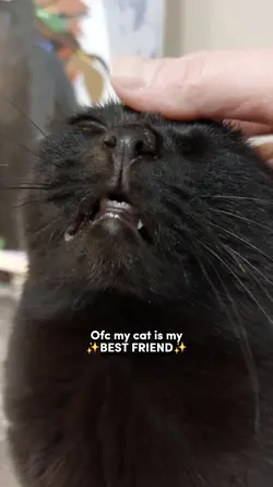 I'm a cat owner