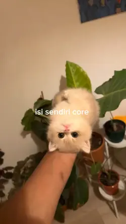 5 video core 