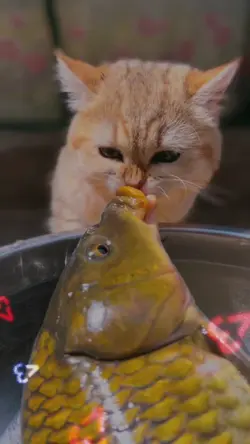 cute cat and fish