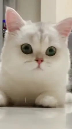 Cat❤️