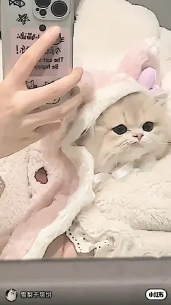 kedi fancammm