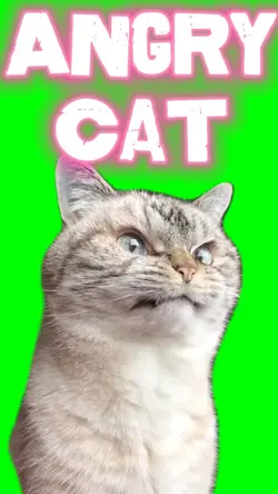 Angry Cat