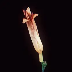 Flower edit