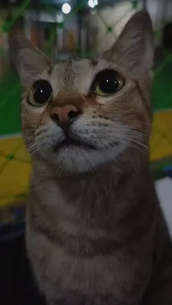 kau ni ape