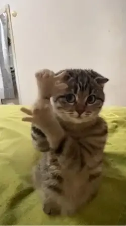 Bird Gesture Danc