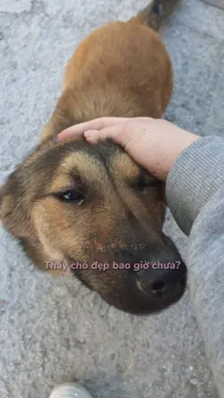 xấu chó troll 1anh