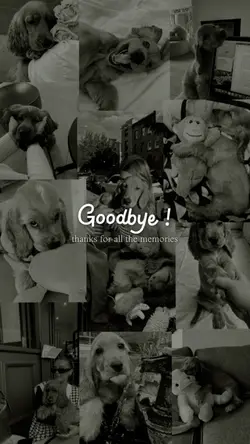 Goodbye my dog