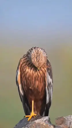 Eagle