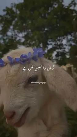 Qurbani 2024