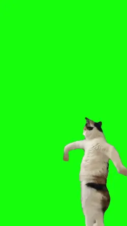 cat viral
