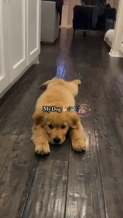 I love Dog 