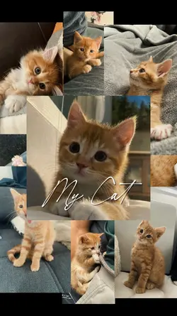 my pet moments