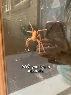 🇦🇺🦘🕷️