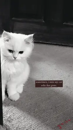 miss my cat