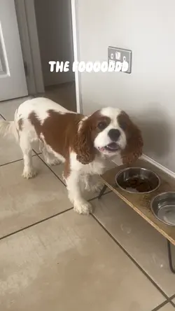 STEAL THE FOOD!