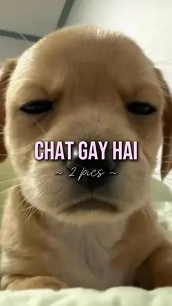 chat gay hai