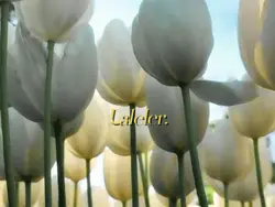 Lale özel şablon 