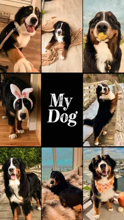 My Dog 