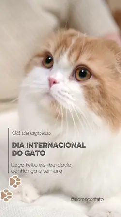 GATO GATINHO 08 AGOS