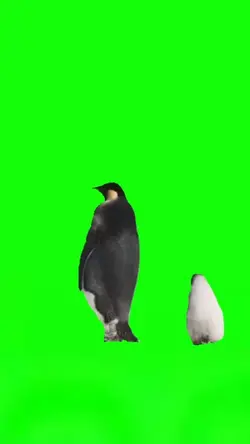 Penguins Walking