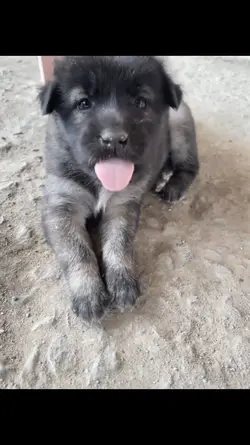 Cute kiki 🩷🩶