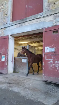 horse slowmo