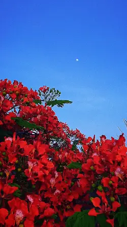 Nature Eff + Filter