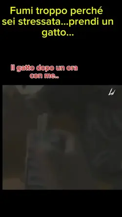 Gatto