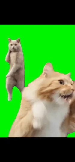Cat's Dance