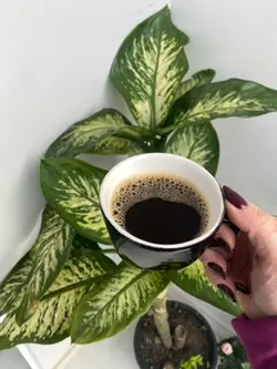Bom dia