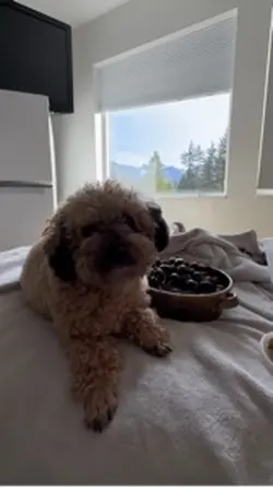 Angus my lil poodle 