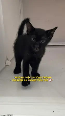 Việc trưởng thành