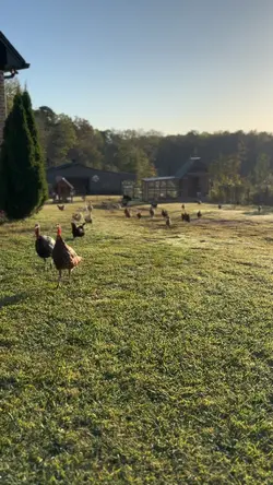 Farm Life