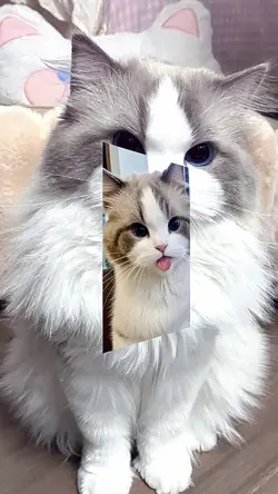 no miror