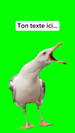 Rire de mouette