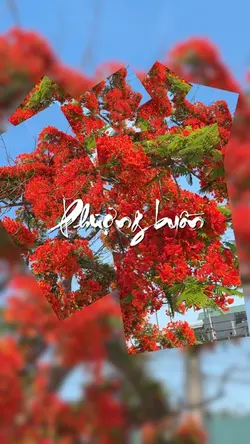 Lyric phượng buồn