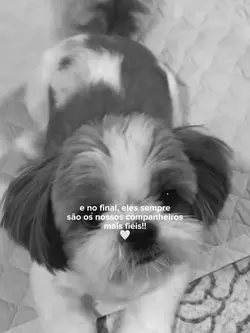 COMPANHEIRO FIÉL 