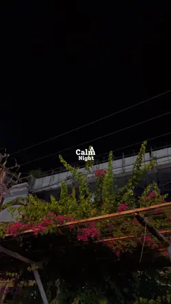 A Calm Night ✨