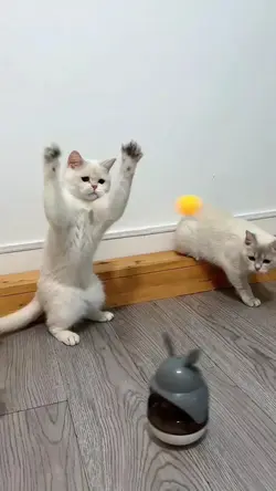 1 video kucing kamu